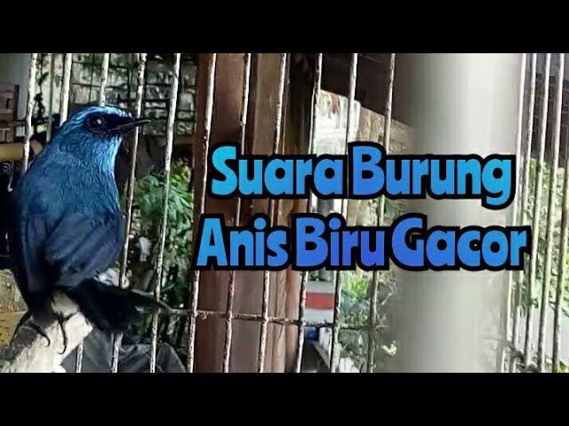 Suara Burung Anis Biru Gacor || Burung asli Gunung Puntang class=