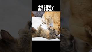 子猫のおしりをペロペロする柴犬　#shorts