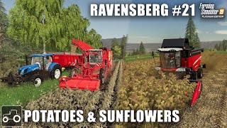 Harvesting Potatoes & Sunflowers, Ravensberg #21 Farming Simulator 19 Timelapse