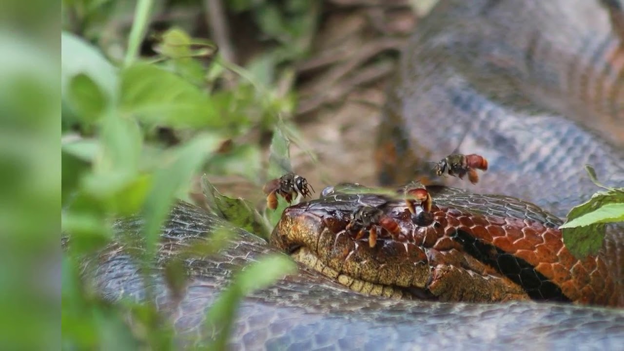 Carlos anaconda