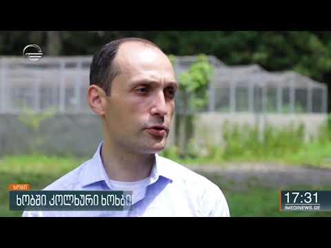 ნოჯიხევში 40 ჰექტარზე გაშენებული კოლხური ხოხბის საშენი მეურნეობა გახსნა