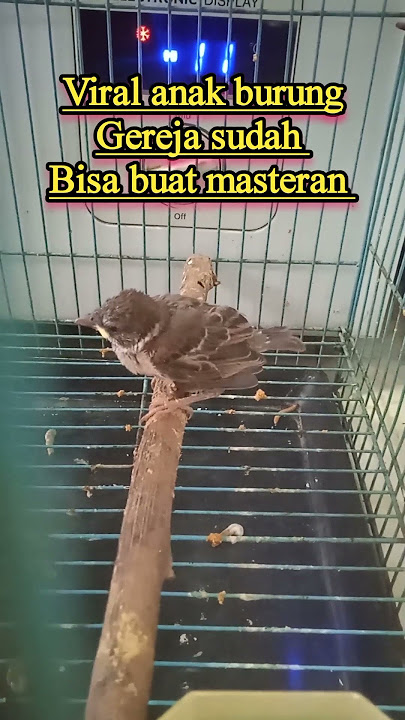 anak burung gereja gacor !!! sudah bisa buat masteran burung juara