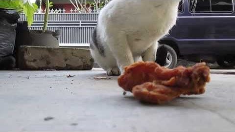 cat cats funny cat cats cat videos funny video funny fat cat funny videos funny