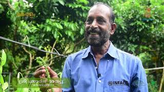 കുരുമുളക് കൃഷിയിലെ വിജയഗാഥ. Success story of Bush pepper farming