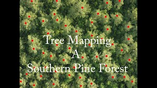 Pine Tree Counting using Drone