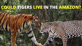 Could Tigers Survive In The Amazon Rain Forest?