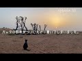 バッタの大群がワワワワ〜っと舞うのでご注意ください。The swarm of locusts has arrived.