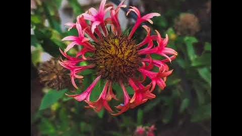 أذكار الصباح _ بصوت : فيصل لبان