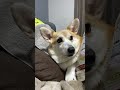 表情の変化が人間すぎる#shorts