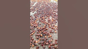 Fresh Date Fruits Dry Processing .#dates #fruit #agriculture #datefruit #shorts #short #trending #4k