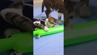 My Cutie Baby Is Playing With The Bat