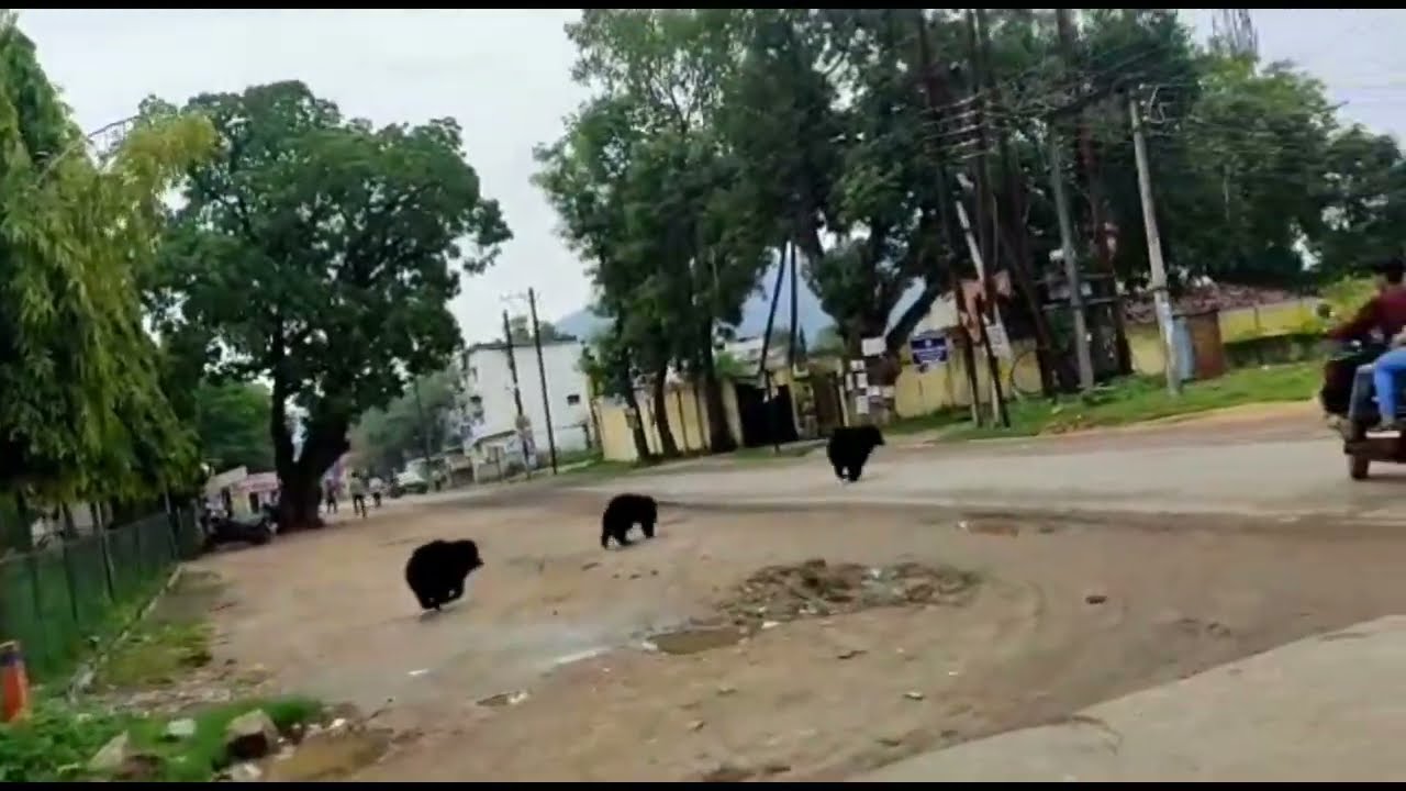 wild bears in kanker