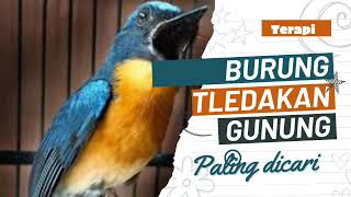Terapi Burung Tledekan Gunung  Sulingan Gunung Dijamin Gacor