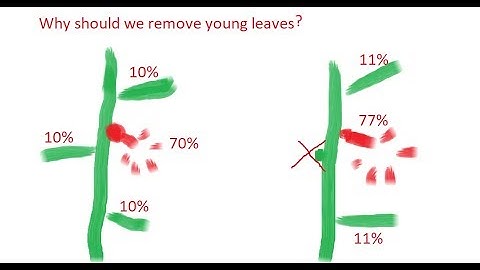 (G&G 01) Hướng dẫn cắt tỉa cây cà chua chuẩn Úc nhất_ How to pruning and twisting tomatoes plant?