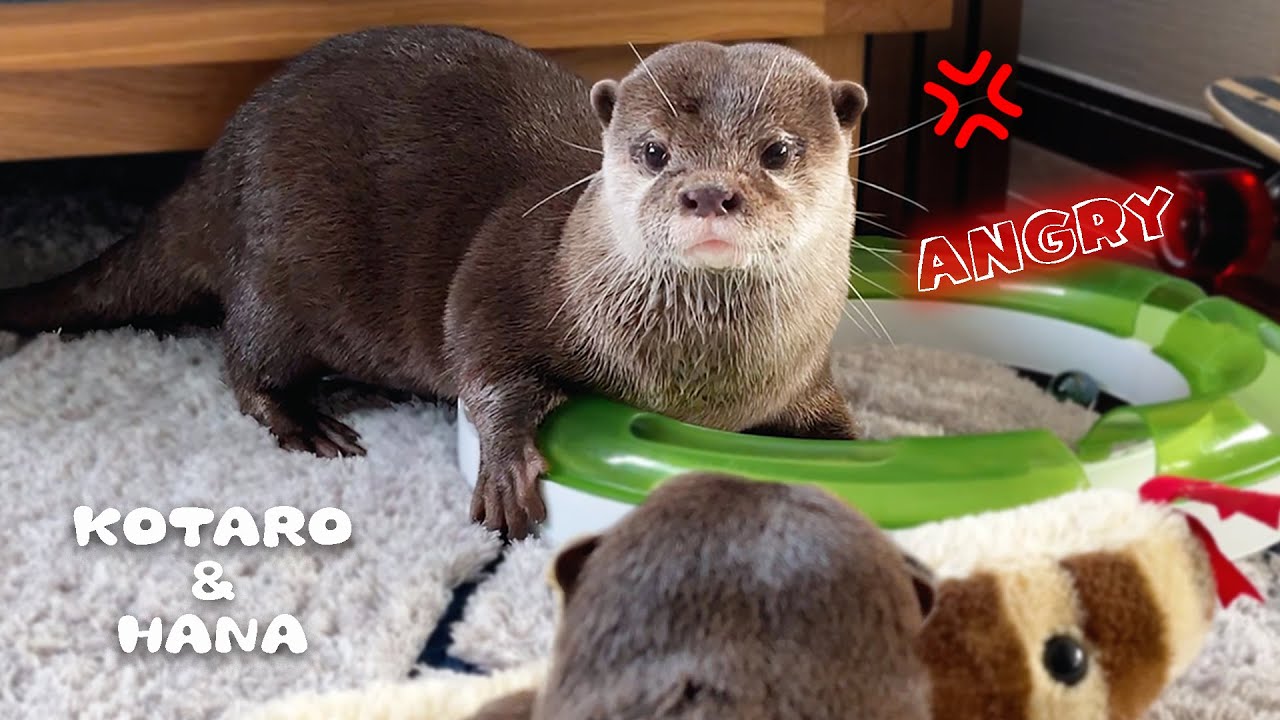 カワウソの怒り爆発！わがままハナにブチギレた怒コタロー　Otter Kotaro Gets Angry With The Annoying Hana!