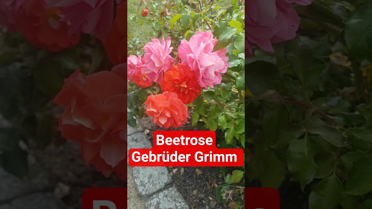Beetrose Gebrüder Grimm gesehen im Magdalenengarten in 