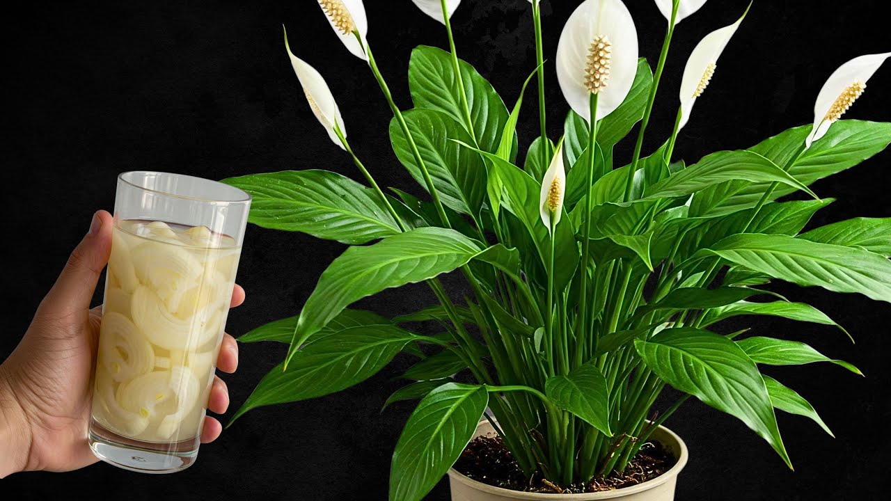 Just 1 Cap of This Magical Water Weekly & Your Peace Lily Will Bloom Like  Crazy