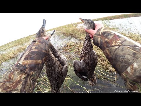 Заворонили стволы и добыли по мешку уток. Чумовая охота по перу.