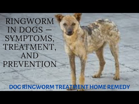 ringworm-in-dogs-—-symptoms,-treatment,-and-prevention-|-dog-ringworm-treatment-home-remedy