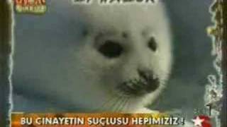 Fok Balıklarının Katliamı Proje Resimi