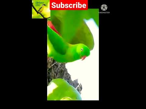 Vernal hanging parrot shorts.