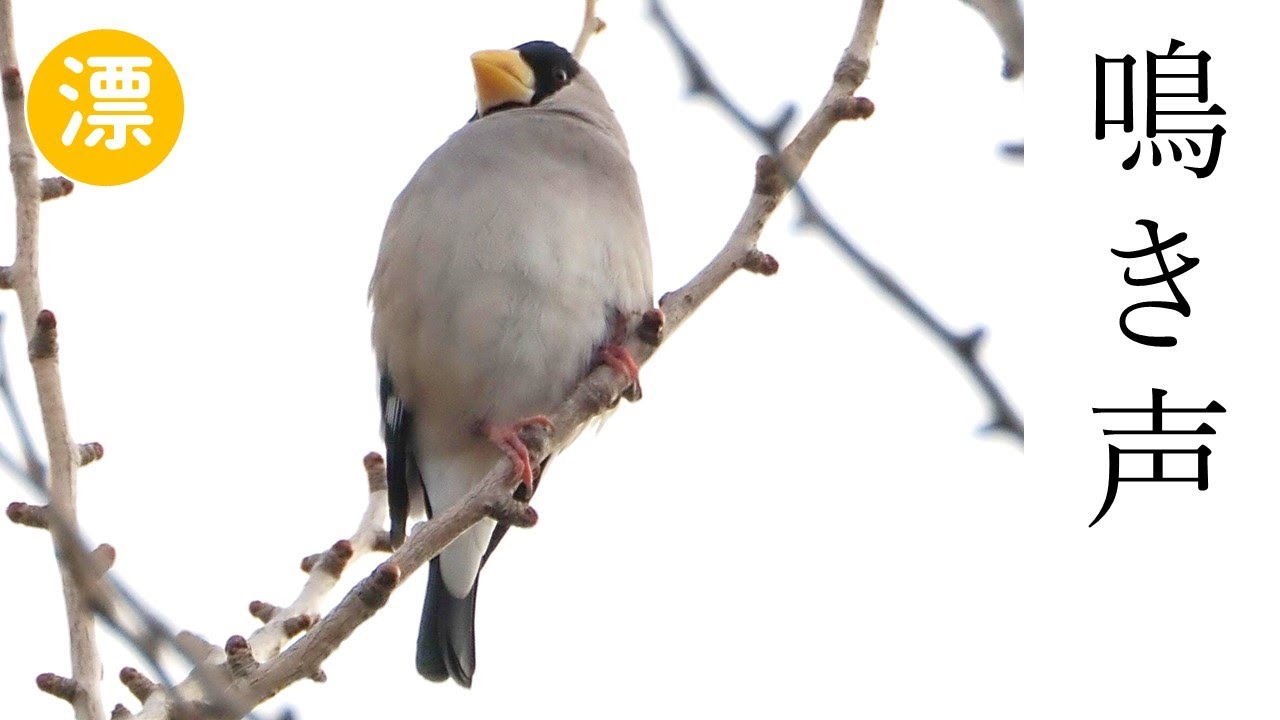 イカルの鳴き声 (さえずり・地鳴き) - YouTube