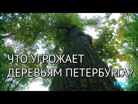 Исторические деревья Санкт-Петербурга