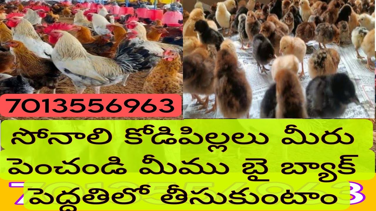 natukollu-farming-in-telugu-natukodi-chicks-in-hyderabad-sonali