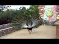 El pavo real mas impresionante del mundo