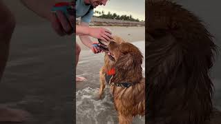 Best friend Golden Retrievers have a beach day! @EllieGoldenLife  #goldenretriever #dogbeach