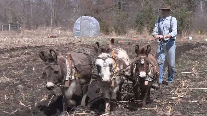 Heritage Grains at Anarchy Acres with Charlie Tenn...