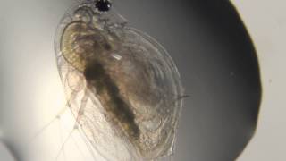 Daphnia exposed to 10% Ethanol