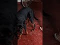 #usa #mexico #puppy #love #rottweiler #dog #perro #perros #pets #mascotas #humor