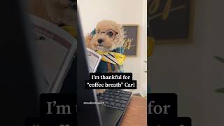 Things I’m thankful for this #thanksgiving part 2 #noodlesthepooch #officehumor #funnyshorts #funny