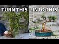 How to make bonsai from collected material