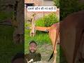 Sanware ko dil main basa kar to dekho #monkeyvideosforkids #monkey #shree_krishna_ringtone