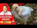 How I Got Massive Broiler Weight in 7 Days | Broiler Brooding Management Series (Day 7)