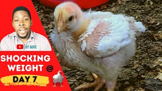 How I Got Massive Broiler Weight in 7 Days | Broiler Brooding Management Series (Day 7)