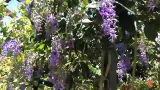 Petrea Volubilis Queens Wreath, Bluebird Vine, Sandpaper Vine