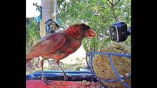 Cardinal eating insect filled suet- Buntings bickering behind him. Cardinal eating insect filled suet- Buntings bickering behind him.