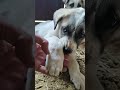 рџ ЌЩѕШ ШЁЩ Щ Ш Ш Ш ШіШ Щ Tattoo Tutorial Nature ШЄЩ Ш Ш Щ Щ Ш Щѓ Ш Щ Щ ЩЉЩ Nature Ш Щ Щ Ш Ш Щ Tattoo рџ ЌЩѕШ ШЁЩ Щ Ш Ш Ш ШіШ Щ Tattoo Tutorial Nature ШЄЩ Ш Ш Щ Щ Ш Щѓ Ш Щ Щ ЩЉЩ Nature Ш Щ Щ Ш Ш Щ Tattoo