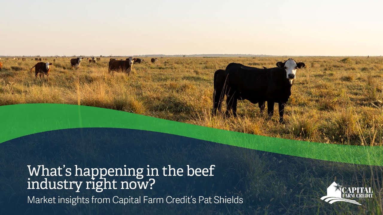 What's Happening in the Beef Industry Right Now?