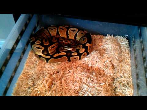 Ball python collection