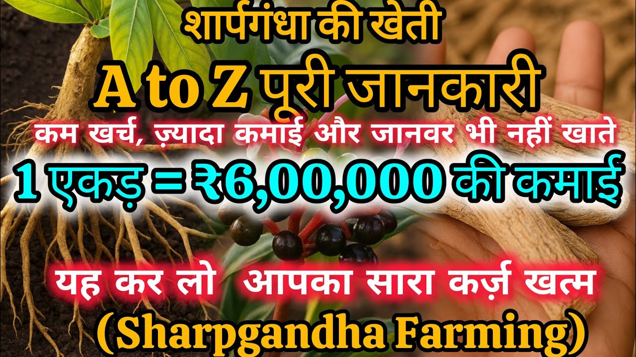 Sharpgandha Farming – कम खर्च में 6 Lakh Per Acre की खेती! पूरा A to Z Practical Guide |