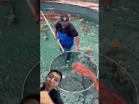 Los PECES koi pueden ser muy CAROS 🤯 #peces #acuario #pez #fish #koi #animales #mascotas