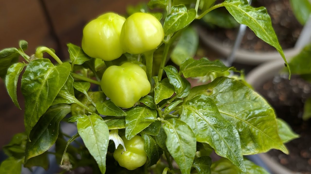 Allgemeines Update - aktueller Stand der Dinge