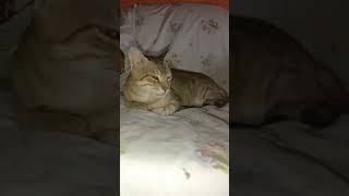 The Kitten Approaching The Daddy Cute Cat