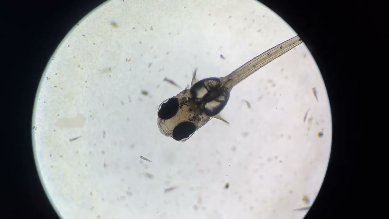 Newly hatched fish Macropodus opercularis