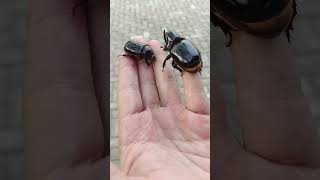 Kumbang Badak/ Kumbang tanduk #kumbang ##kumbangbadak #insects #shorts ##viral