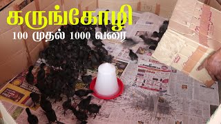 100 முதல் 1000 வரை கருங்கோழி குஞ்சுகள் சேலத்தில் மொத்த விலை, சில்லறை வியாபரம் Bus Delivery